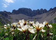 07  Dryas ocotopetala (Camedrio alpino) con vista sui contrafforti nord Arera